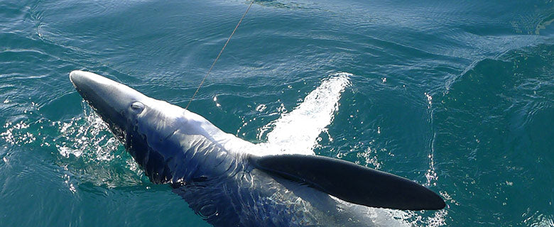 Shark Fishing Line - Mono & Braided Line