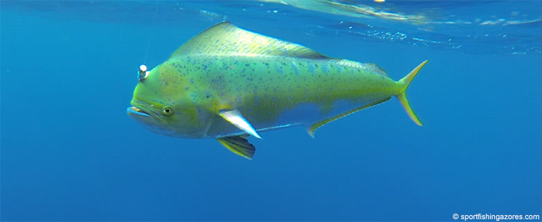 Big Game Fishing Trolling Lures up to 6 inches