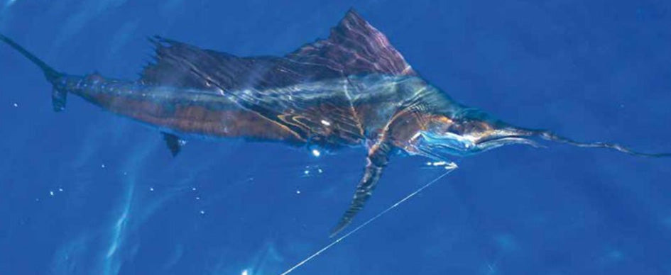 Williamson Fishing Lures